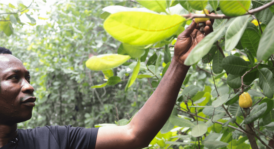 DFL Agricultural Solutions
